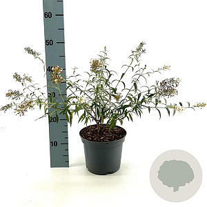 Buddleja Free Petite Snow White 30-40 cm 3,0L