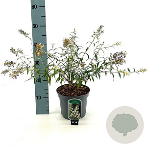 Buddleja Free Petite Snow White 30-40 cm 3,0L