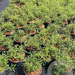 Buddleja Free Petite Snow White 30-40 cm 3,0L