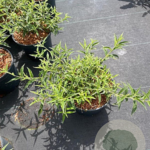 Buddleja Free Petite Snow White 30-40 cm 3,0L