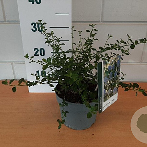 Ceanothus thyrsiflorus repens 20-30 cm 2,0L