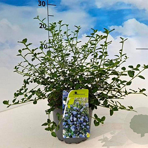 Ceanothus thyrsiflorus repens 20-30 cm 2,0L