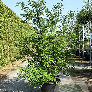 Chionanthus retusus 150-175 cm 50L