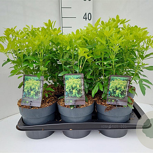 Choisya t. Sundance 60-80 cm 20L breed