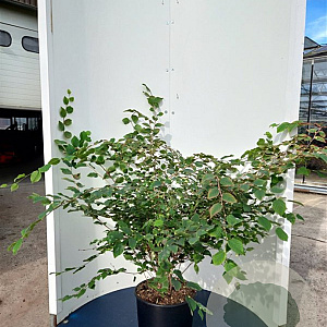 Corylopsis pauciflora 125-150 cm 20L