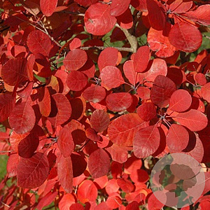 Cotinus coggygria 'Flamissimo' 150-175 cm 20L