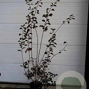 Crataegus coccinea 150-175 cm 20L