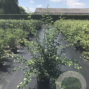 Crataegus media 'Paul's Scarlet' 100-125 cm 20L