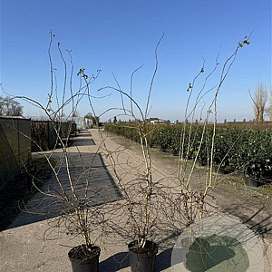 Crataegus monogyna 200-225 cm 12L