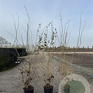 Crataegus monogyna 200-225 cm 20L