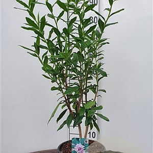 Daphne bholua 'Jacqueline Postill' 60-80 cm 20L breed
