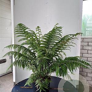 Dicksonia antarctica GM c20