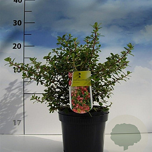 Escallonia 'Red Dream' 20-30 cm 2,0L