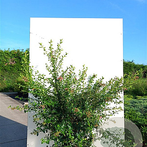 Escallonia rubra macrantha 100-125 cm 20L