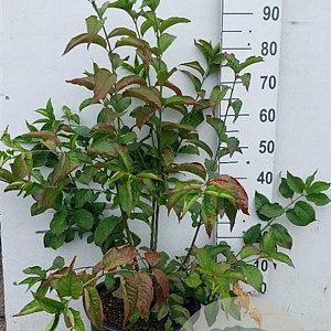 Euonymus europaeus 'Red Cascade' 80-100 cm 20L