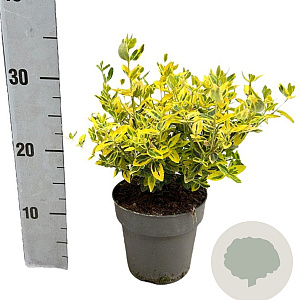 Euonymus fort. 'Emerald 'n' Gold' 20-30 cm 2,0L