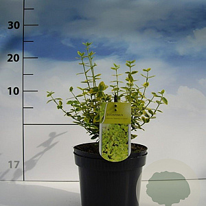 Euonymus fort. 'Emerald 'n' Gold' 20-30 cm 2,0L