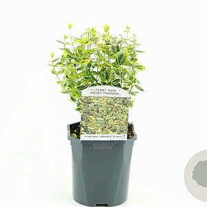 Euonymus fort. 'Emerald 'n' Gold' 20-30 cm 2,0L