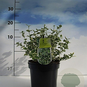 Euonymus fort. 'Emerald Gaiety' 20-30 cm 2,0L