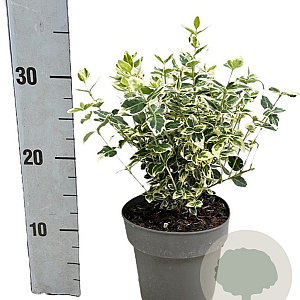 Euonymus fort. 'Emerald Gaiety' 20-30 cm 2,0L