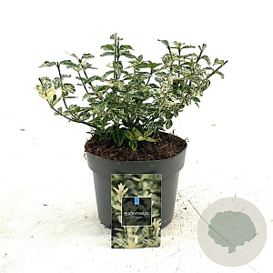 Euonymus fort. 'Harlequin' 20-30 cm 2,0L