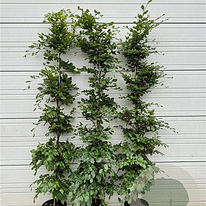 Fagus sylvatica 100-125 cm 12L