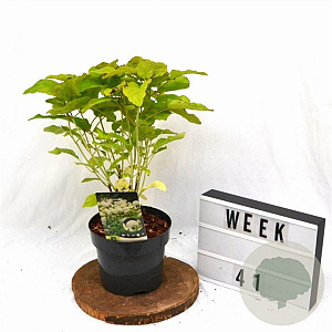 Hydrangea a. 'Annabelle' 30-40 cm 3,0L