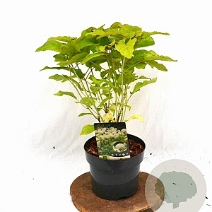 Hydrangea a. 'Annabelle' 30-40 cm 3,0L