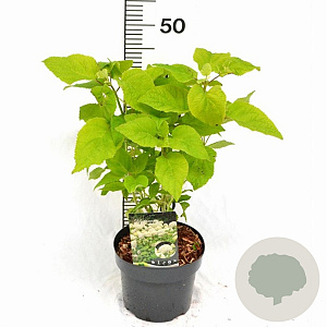 Hydrangea a. 'Annabelle' 30-40 cm 3,0L