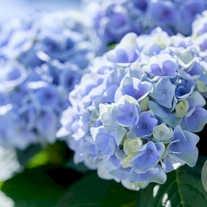 Hydrangea macrophylla 'Magical Evolution Blue' 50-60 cm 20L