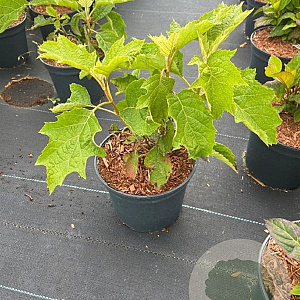 Hydrangea quercifolia GM C3