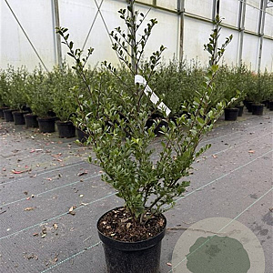 Ilex crenata Dark Green 30-40 cm 3,0L