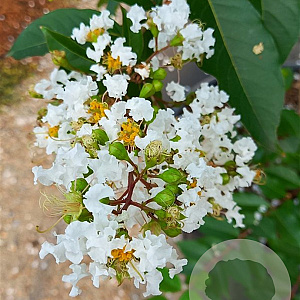 Lagerstroemia indica 'Natchez' 20-25 cm cont. 110L