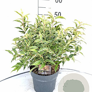 Leucothoe f. 'Rainbow' 30-40 cm 5,0L