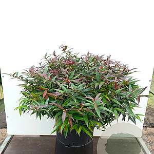 Leucothoe keiskei Burning Love 70-80 cm 20L breed