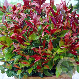 Leucothoe keiskei 'Royal Ruby' 30-40 cm 5,0L