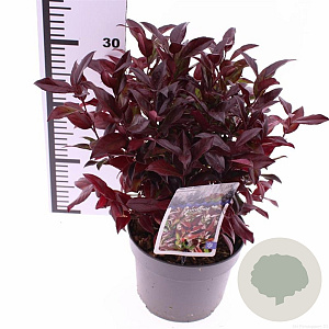 Leucothoe 'Zeblid' 20-30 cm 2,0L