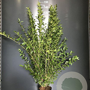Ligustrum ovalifolium 125-150 cm 4,0L