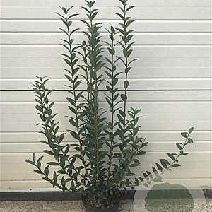 Ligustrum vulgare 60-80 cm 4,0L