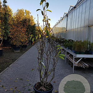 Magnolia soulangeana 175-200 cm 50L
