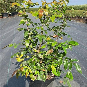 Mahonia aquifolium 40-60 cm 4,0L