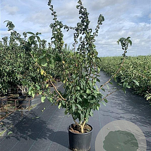 Mespilus germanica 100-125 cm 20L