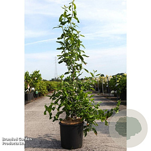 Nyssa sylvatica 'Zydeco Twist' 200-250 cm 20L geveerd