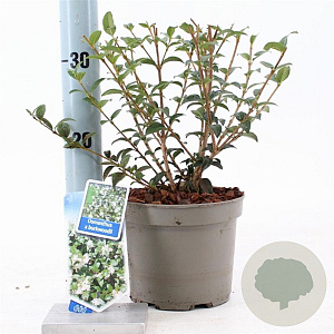 Osmanthus burkwoodii 30-40 cm 2,0L