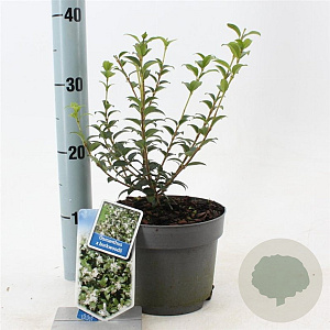 Osmanthus burkwoodii 30-40 cm 2,0L
