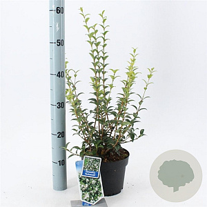 Osmanthus burkwoodii 30-40 cm 2,0L