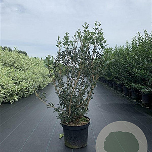 Osmanthus heterophyllus 60-80 cm 12L