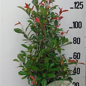 Photinia fraseri 'Red Robin' 125-150 cm 20L