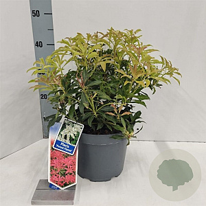 Pieris 'Forest Flame' 30-40 cm 5,0L