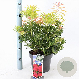 Pieris 'Forest Flame' 30-40 cm 5,0L